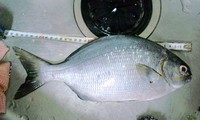釣果報告!! 2009/07/23 22:26:28
