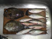 釣果報告!! 2009/08/06 14:53:45