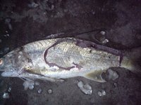釣果報告！！ 2009/09/12 19:38:35