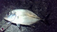 釣果報告 2009/09/03 23:00:13