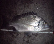 昨日の釣果で～す。 2009/01/20 14:37:32