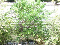 桑の実 2011/06/30 09:02:13