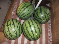 スイカ収穫・・・ 2011/07/23 10:15:05