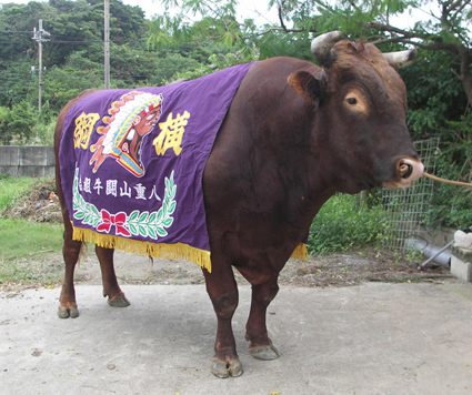 守護牛 公式】闘牛 in Okinawa Blog