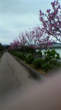 那覇市の漫湖公園にて 2010/02/06 17:45:17