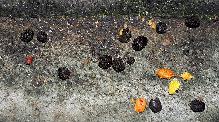 海岸には色々な漂着物が 巨大な虫