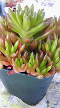 鶴のおんがえし♪ 2011/07/07 14:14:48