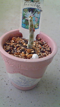 多肉も私も。。。(;_;) 2011/08/11 06:38:02