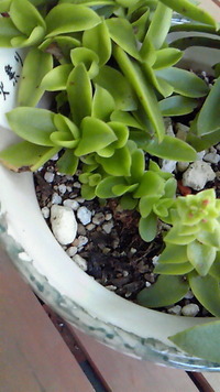 久しぶりの多肉ネタ？(^_-) 2011/09/05 11:19:46