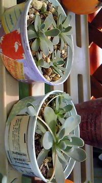植えてみました～♪ 2011/09/06 15:01:47