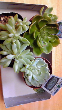 プチグリーンさん(*^_^*) 2011/09/07 13:28:12