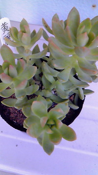 またまた多肉(≧▼≦) 2011/09/07 18:52:04