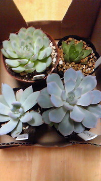 ご褒美に・・・ 2011/10/06 11:04:42