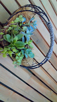 寄せ植え作りました♪ 2011/10/13 14:39:54