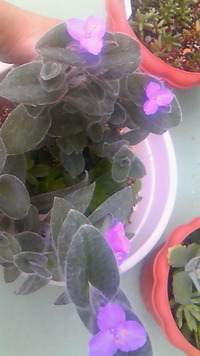 ミニミニ運動会♪ 2011/10/21 14:03:06