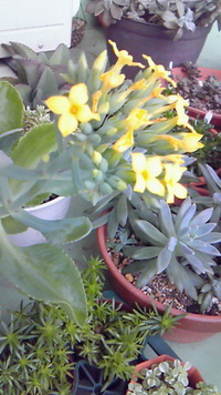 お花がたくさん♪ 2011/11/24 11:49:39