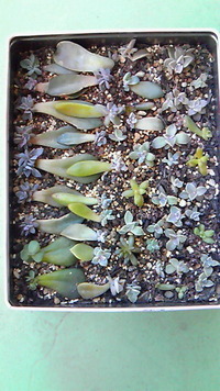 多肉の保育園♪ 2012/01/20 08:52:53
