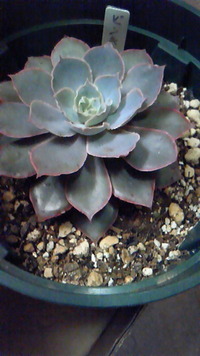 PETIT  GREENさん 2012/01/23 16:39:46