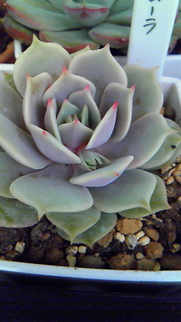また曇り・・・（涙） 2012/01/27 10:43:36