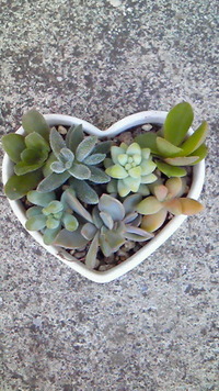 今日も寄せ植え♪ 2012/02/14 16:20:52