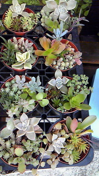 卒園式♪ 2012/03/19 14:35:42
