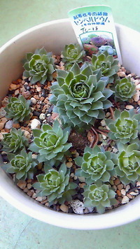 充実(*^_^*) 2012/03/29 11:10:51