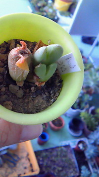 脱皮！！ 2012/06/15 10:11:49