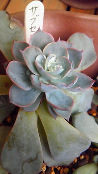 ペイント鉢♪ 2013/01/09 16:07:31