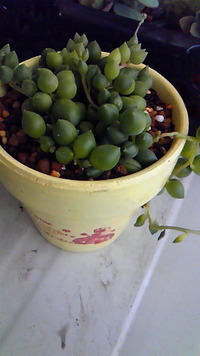 大失態(￣ﾛ￣；) 2013/01/24 13:34:05