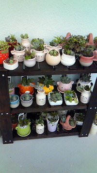 今朝のベランダ 2012/02/07 10:37:11