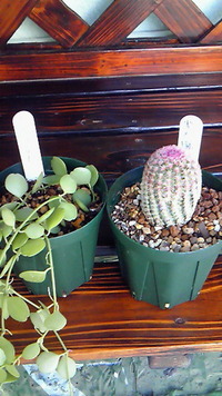 coco marche行ってきました♪ 2012/09/06 15:59:50