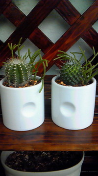 風が…(-ﾛ-;) 2012/10/11 09:48:05