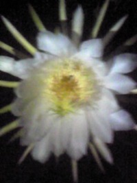 何の花でしょう？