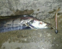 2012最後の魚はタチウオ