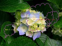 ペイントの練習 2011/05/11 23:04:50