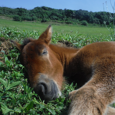 ご家族で賑やか乗馬