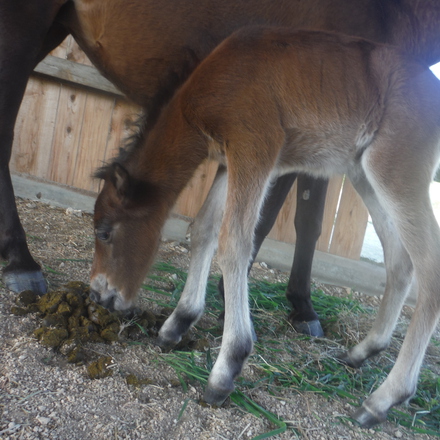 南の島の馬暮らし ご家族で賑やか乗馬