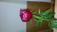 美しいということ。きれいになるということ。 2013/05/31 08:51:58