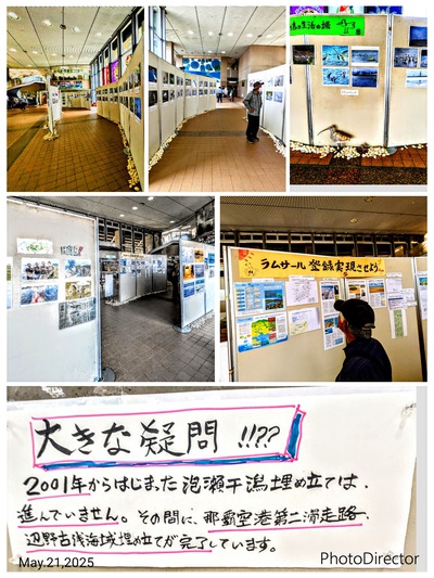 泡瀬干潟渡り鳥展開催中！