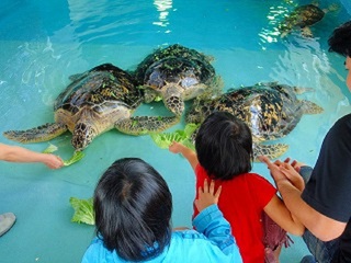 令和元年ウミガメふれあい体験 ウミガメ飼育体験教室 久米島ウミガメ館スタッフ日記