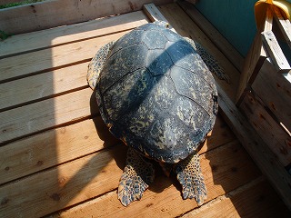 甲羅干し 久米島ウミガメ館スタッフ日記