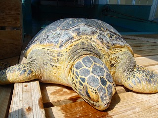 甲羅干し 久米島ウミガメ館スタッフ日記