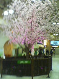 上野の偽桜 2010/03/25 11:45:33