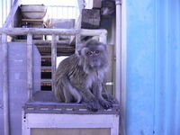 猿、発見しました。 2006/06/20 01:40:10