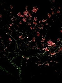 ｬﾊﾞｨｮ!o((´・д・`〃≡〃´・д・`))oｧﾀﾌﾀ 2008/02/19 02:36:00