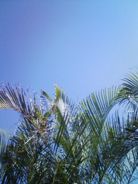 天気は最高(^-^) 2009/09/08 08:59:04