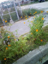 風強し、天気悪し(^-^) 2009/12/03 21:08:03