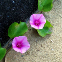 グンバイヒルガオ、ハマカンダーです