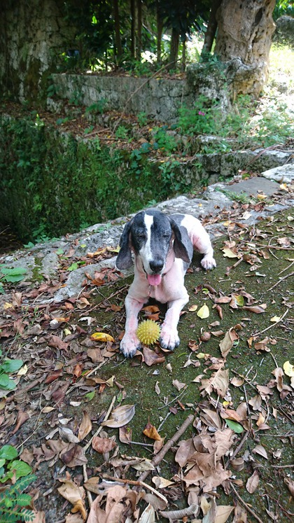 　　　11年前の愛犬と本日の愛犬