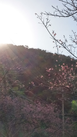 桜
